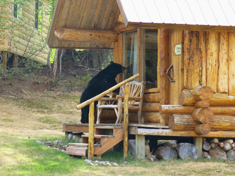 A Mighty Bear | Renee Foskett/Shutterstock 