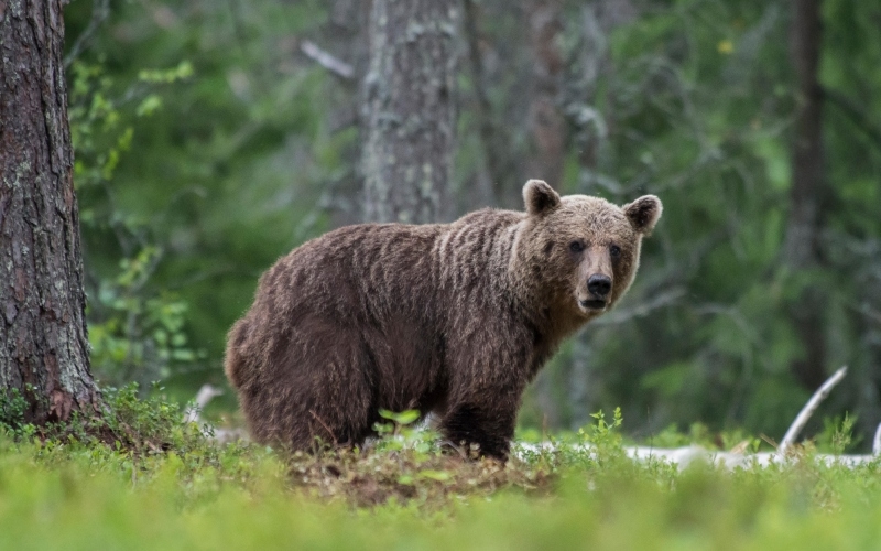 Maybe I Should Head Back | Alamy Stock Photo by Ragnis Pärnmets