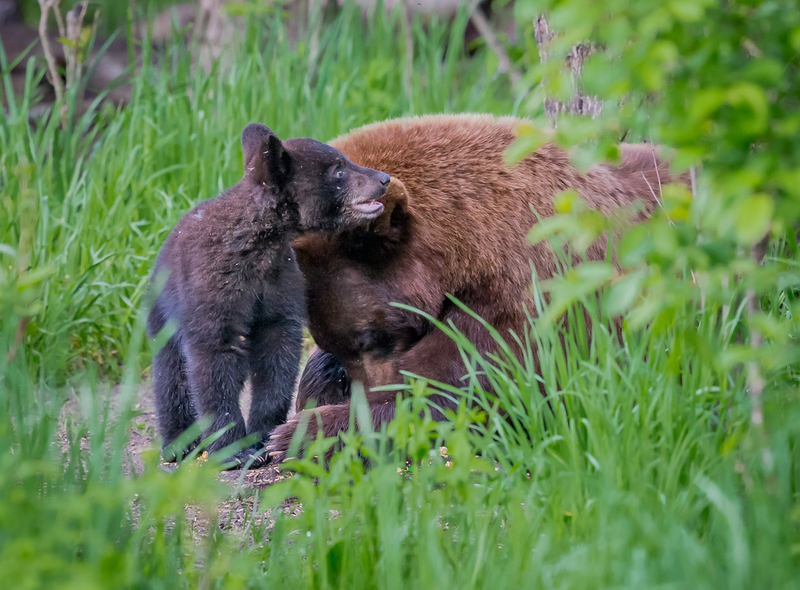 Dangerous Animals | jo Crebbin/Shutterstock 