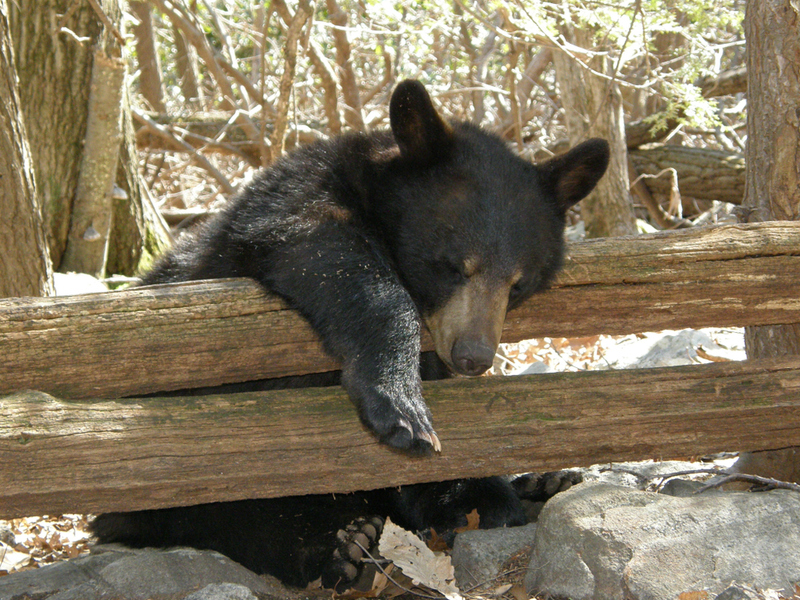 Keeping the Cub Alive | Susan Kehoe/Shutterstock 