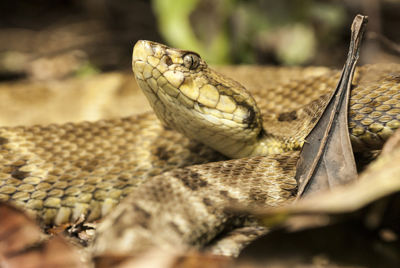 She Couldn’t Believe What It Was | Edvard Mizsei/Shutterstock