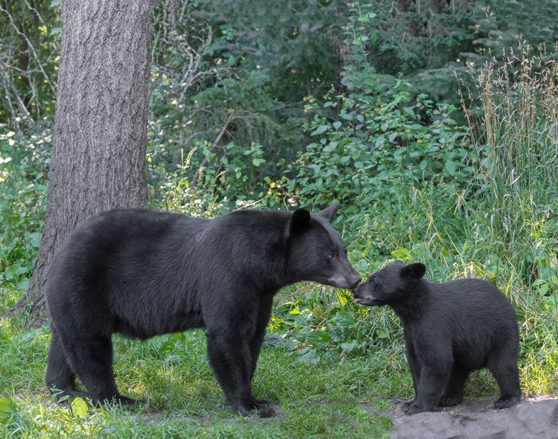 They Came Back | PhotosbyAndy/Shutterstock 