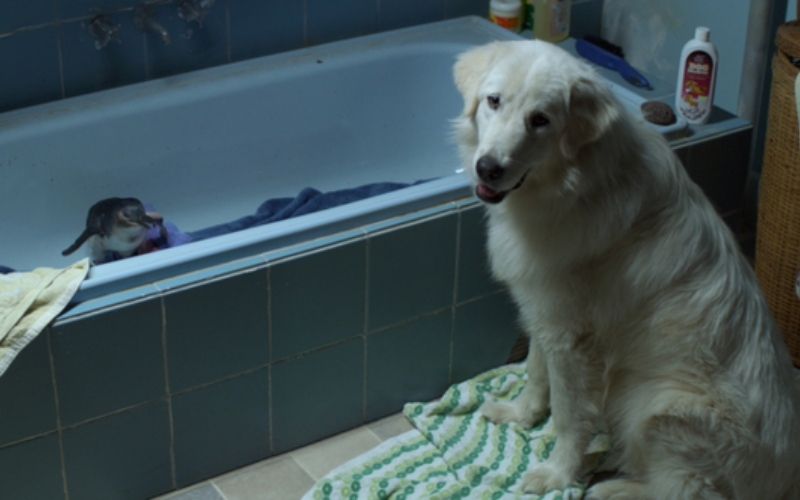 A Chicken Farmer and His Guard Dog Save Hundreds of Penguins | MovieStillsDB Photo by murraymomo/production studio