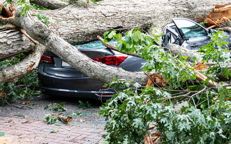 It's Gowing Down, I'm Going Timber | Alamy Stock Photo by WoodysPhotos