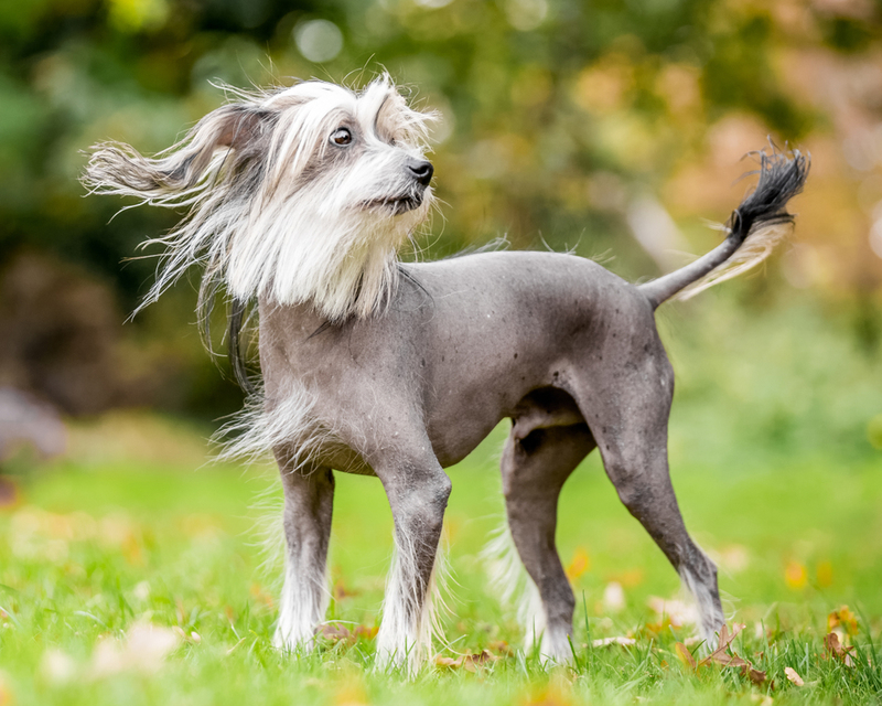 Crestado chino | Shutterstock Photo by Ian McGlasham