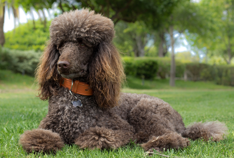 Caniche | Shutterstock Photo by topdigipro