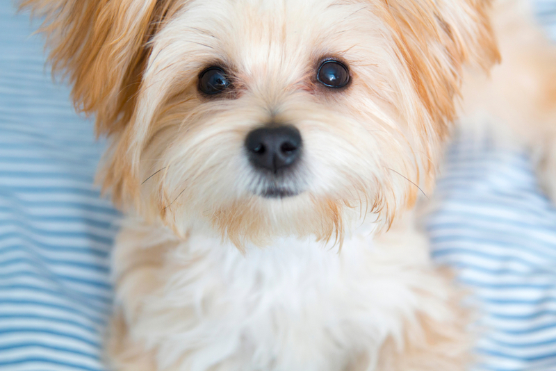 Morkie | Shutterstock Photo by alexmillos