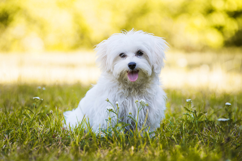 Maltés | Shutterstock Photo by Dora Zett