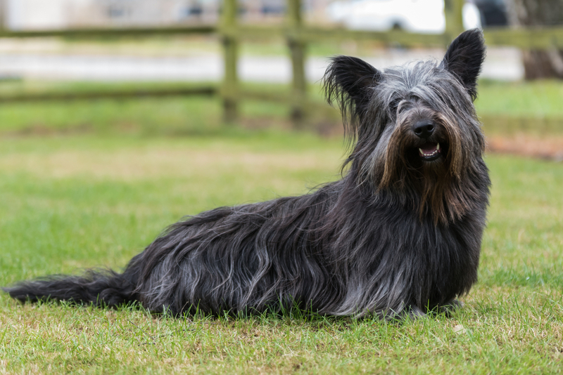 Skye Terrier | Shutterstock Photo by Lourdes Photography