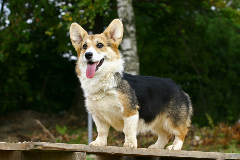 Corgi galés Pembroke | Shutterstock Photo by Pavel Shlykov