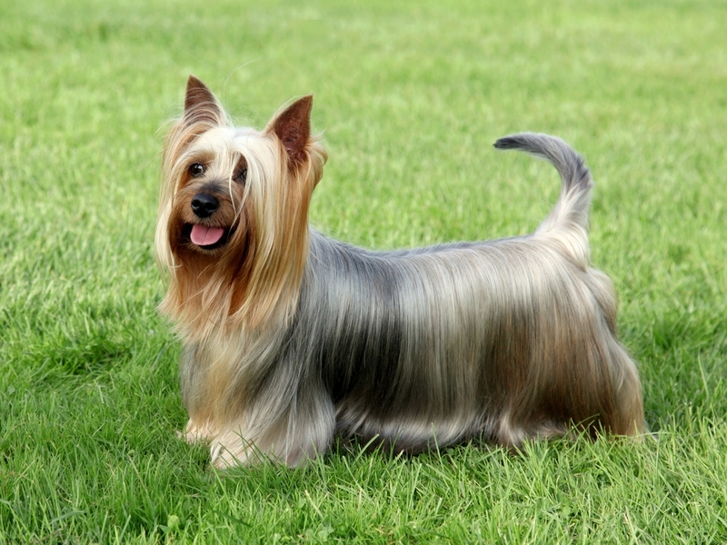 El Silky Terrier Australiano | Shutterstock Photo by Radomir Rezny