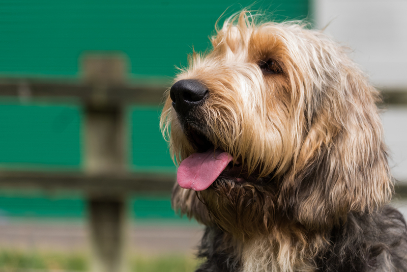 Otterhound | Shutterstock Photo by Lourdes Photography