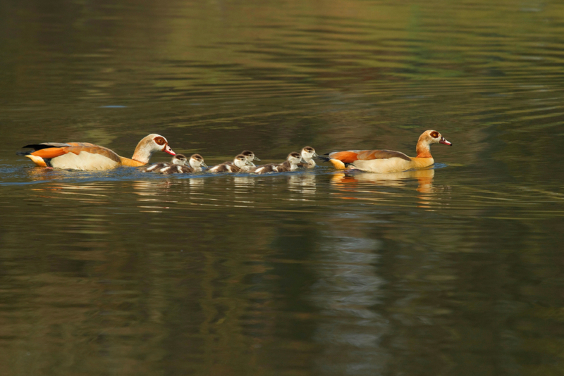 Alle an Bord des Gänsezug | Alamy Stock Photo by blickwinkel/H. Pieper