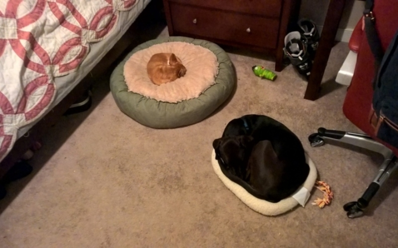 Mama hat das beste Bett | Imgur.com/paperchazz