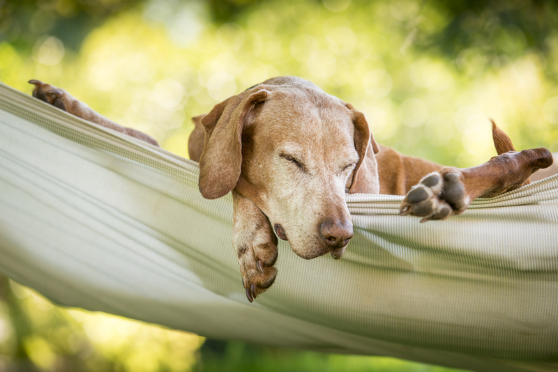 Zeit für die Hängematte | Shutterstock Photo by Eddie Dean