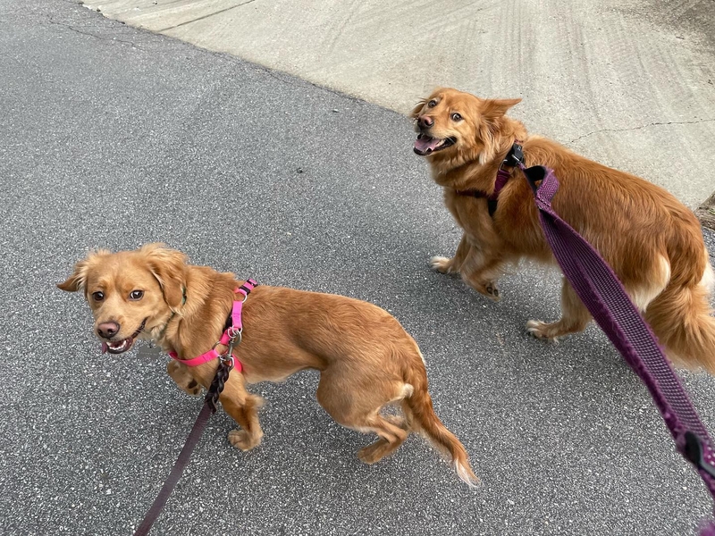 Rosie Has a New Friend | Instagram/@ourgoldenyears