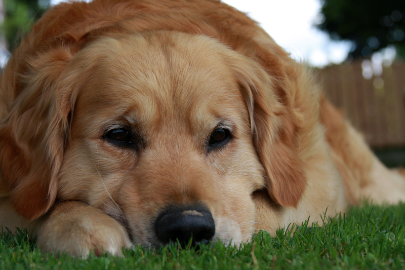 Poor Doggy | Alamy Stock Photo by Mitja Mladkovic