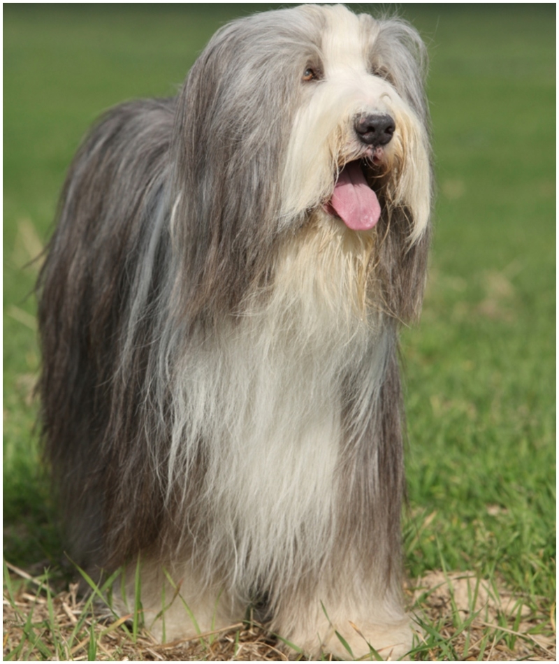 Bearded Collie | Shutterstock