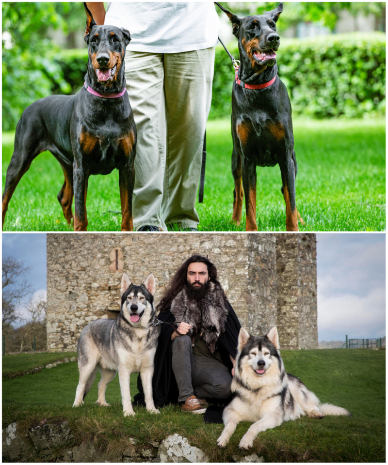 Dos Dobermans y Dos Northern Inuits Ayudaron en el Rodaje de una Reciente Película de Star Wars | Alamy Stock Photo by Georgiy Datsenko & Liam McBurney/PA Images