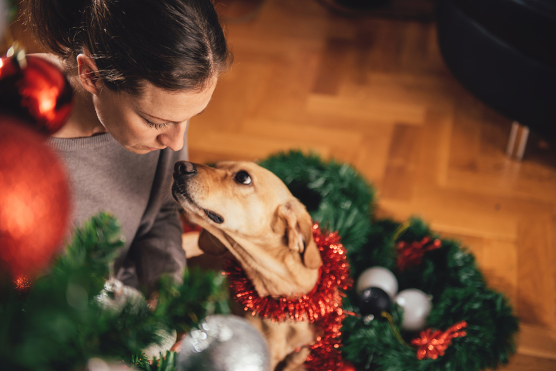 Los perros pueden ayudar a pacientes diabéticos | Zivica Kerkez/Shutterstock