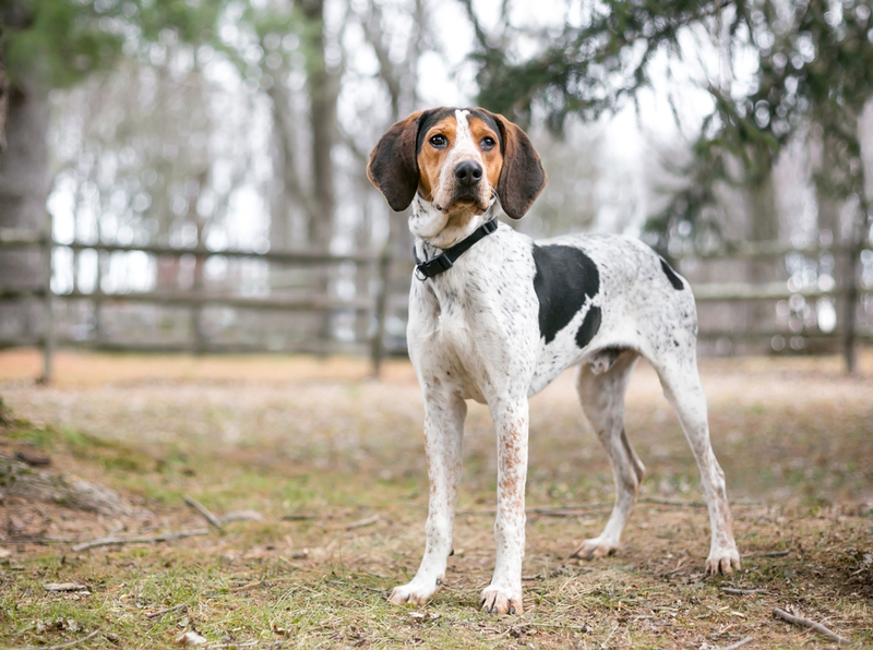 Coonhound | Mary Swift/Shutterstock