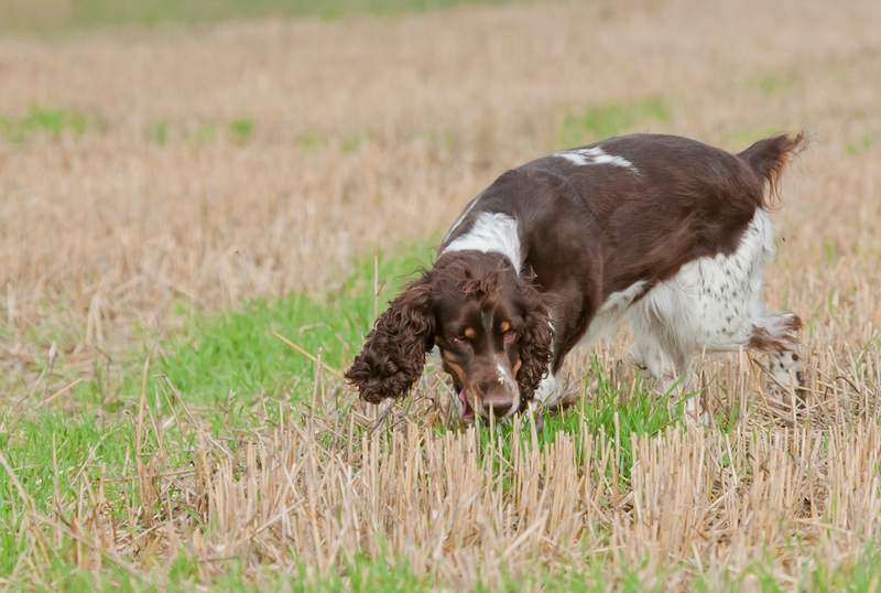 Spaniels ayudan a rastrear las tuberías con fugas en Inglaterra | janveber/Shutterstock