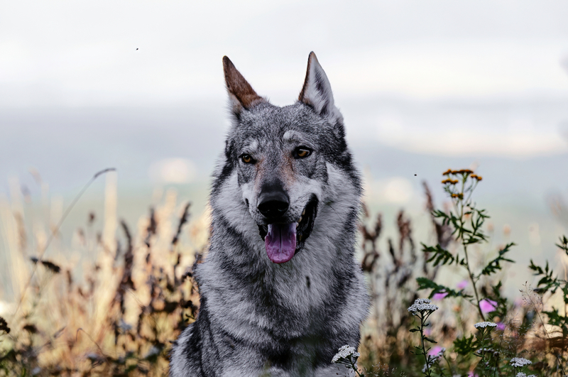 Perro Lobo Checoslovaco | Johana Mlichova/Shutterstock