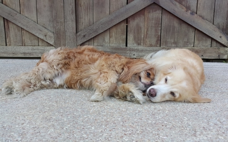 Este Golden Retriever es un perro de servicio para un King Charles Spaniel ciego | Facebook/@GingerAndKimchi