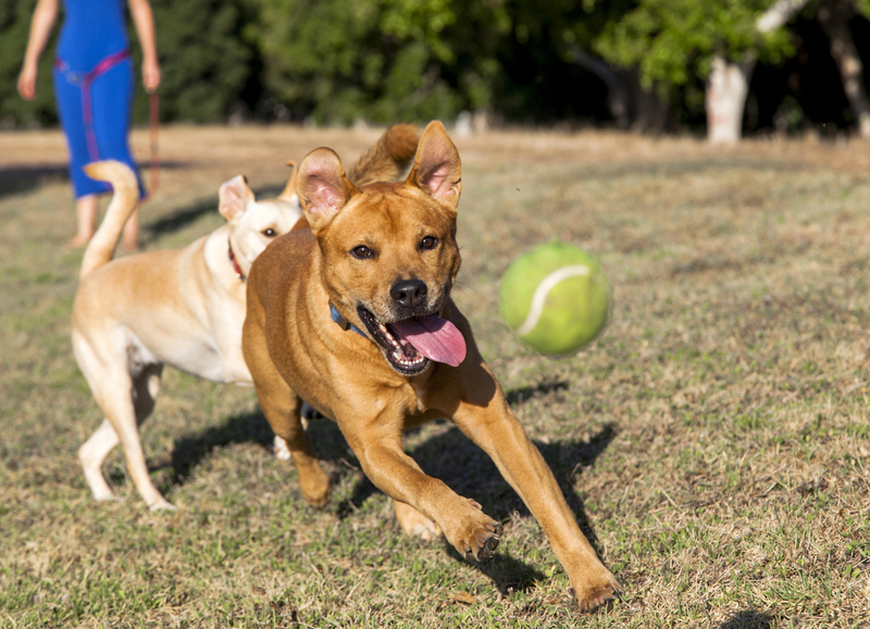 Los perros pueden recoger pelotas de tenis y bates de béisbol durante partidos oficiales | elbud/Shutterstock