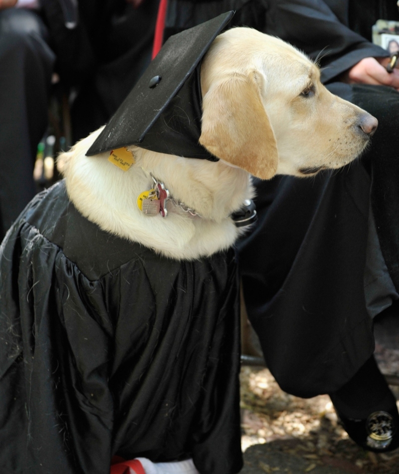 Este Golden Retriever Recibió Un Título Honorífico De La Universidad Johns Hopkins | Getty Images Photo by Paul Marotta