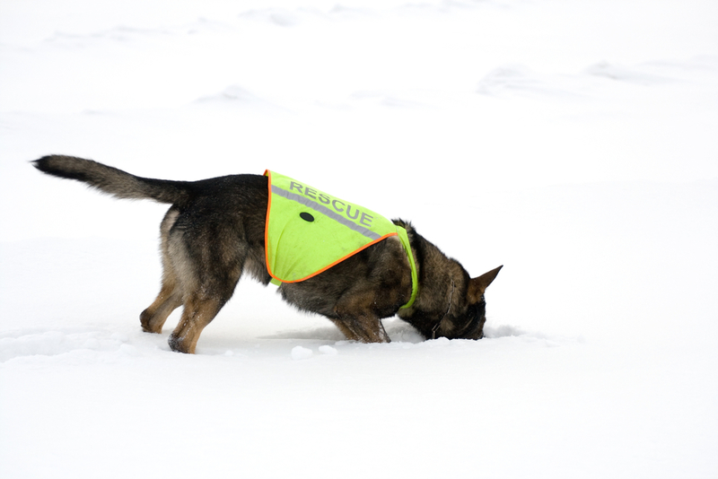 Este Escuadrón de Perros Rescata Personas | Nikolai Tsvetkov/Shutterstock