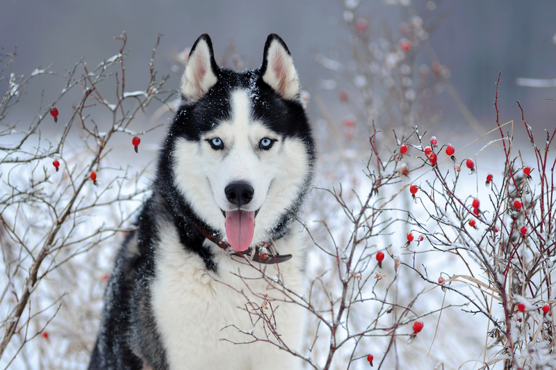 Husky de Alaska | Sergey Bogdanov/Shutterstock