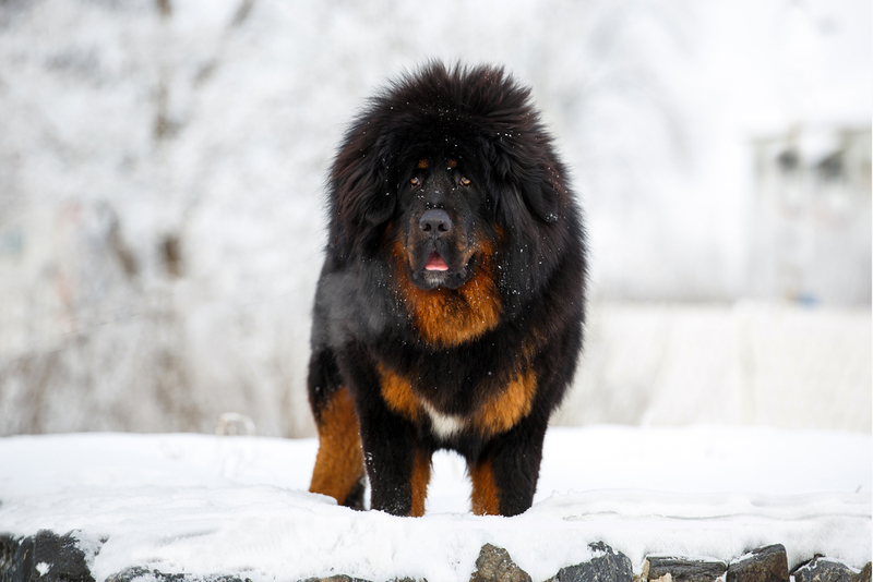 Mastín Tibetano | Tatyana Kuznetsova/Shutterstock