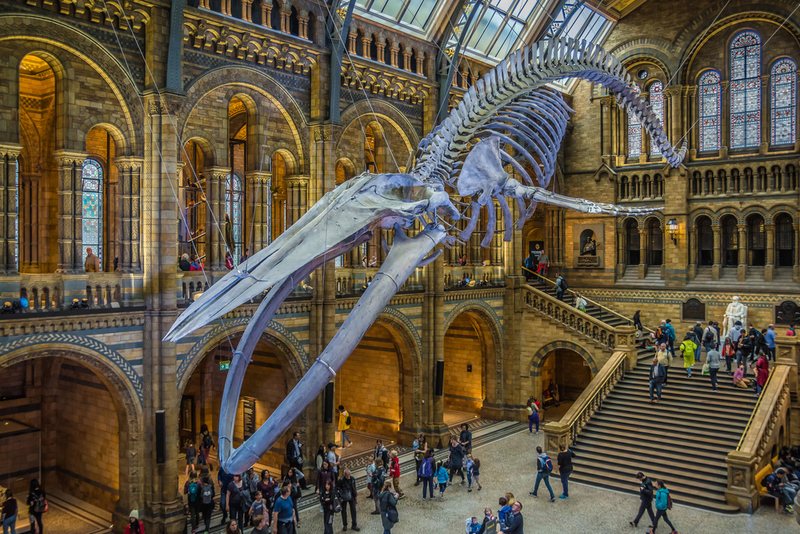 Das Naturhistorische Museum in London | Shutterstock