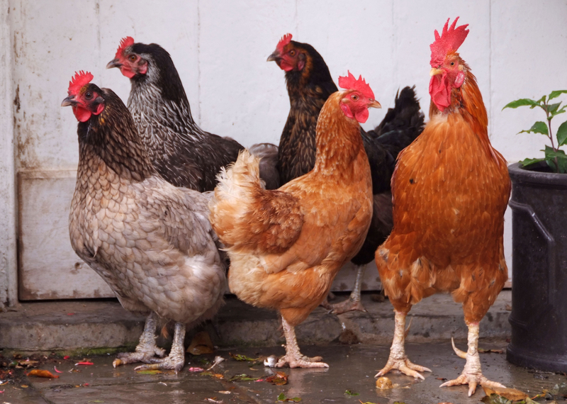 Diese verblüffende Theorie über die Hühnerzucht | Alamy Stock Photo by christopher jones 