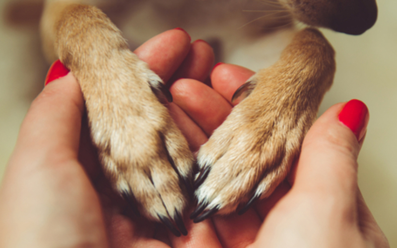 Help Relieve Dry Pet Paws | Shutterstock