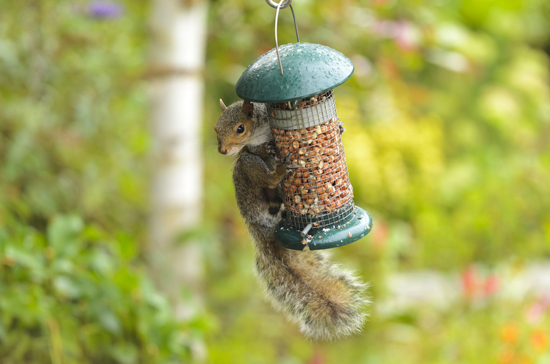 Stop Squirrels in Their Tracks | Shutterstock