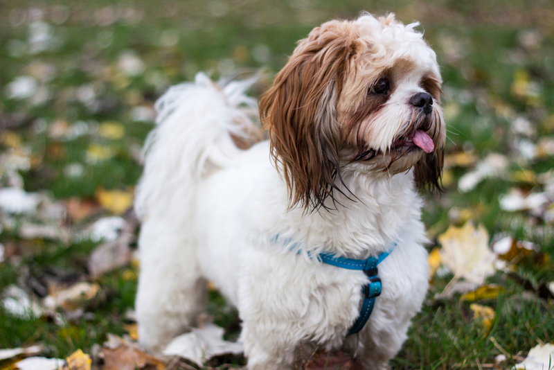 Shih Tzu | Shutterstock Photo by sanjagrujic