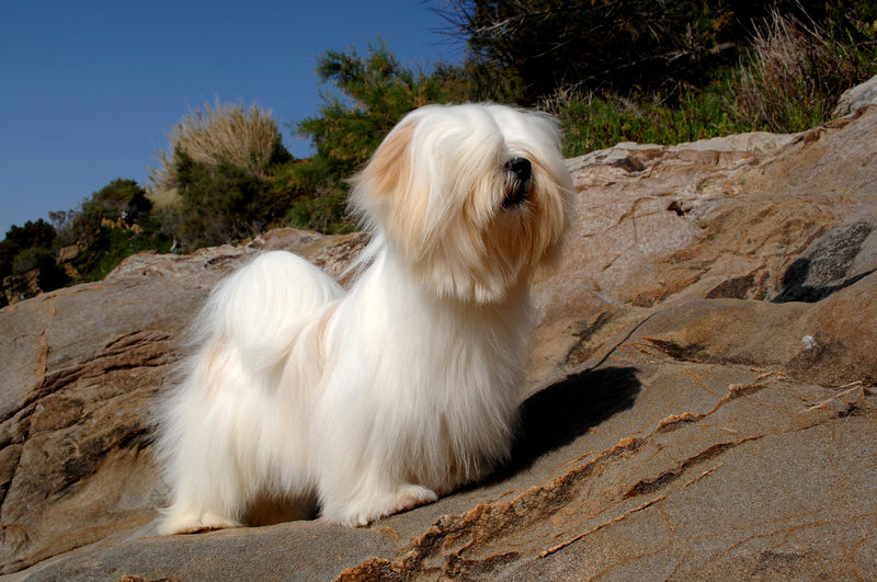 Lhasa Apso | Shutterstock Photo by Ricantimages