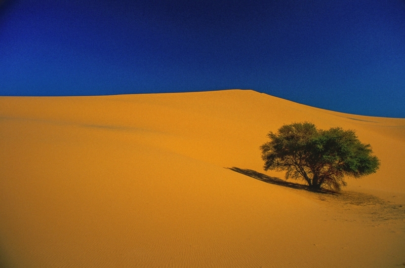 El Árbol de Ténéré | Alamy Stock Photo by BOURSEILLER Philippe/Hemis.fr