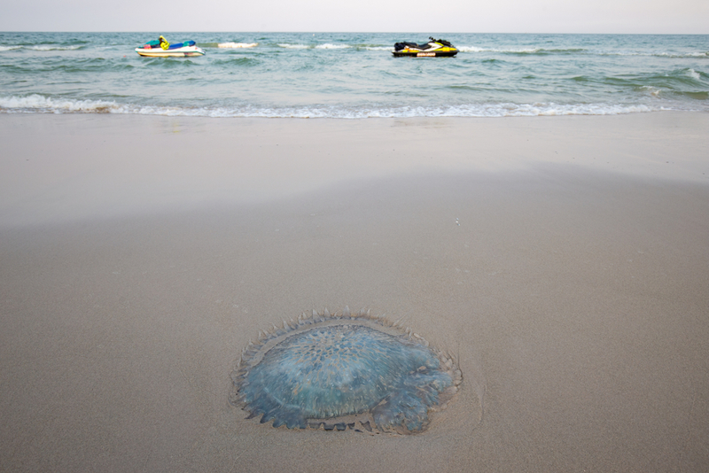 Jellyfish | Mai.Chayakorn/Shutterstock