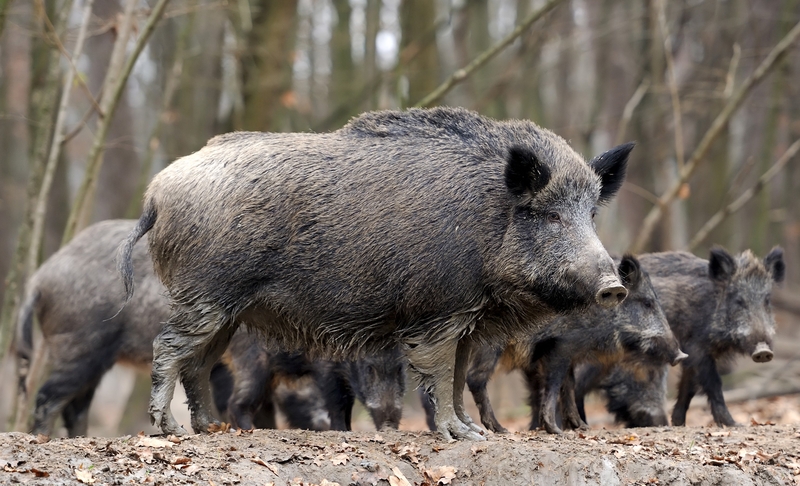 Germany Has WHAT Roaming the Countryside?! | Shutterstock