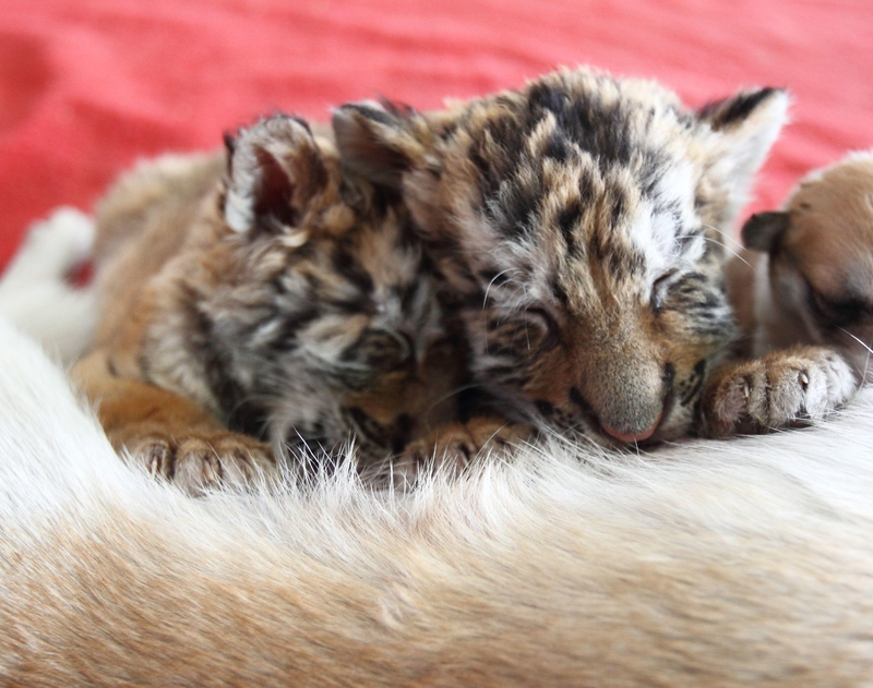 Those Aren't Puppies | Alamy Stock Photo by Imaginechina Limited