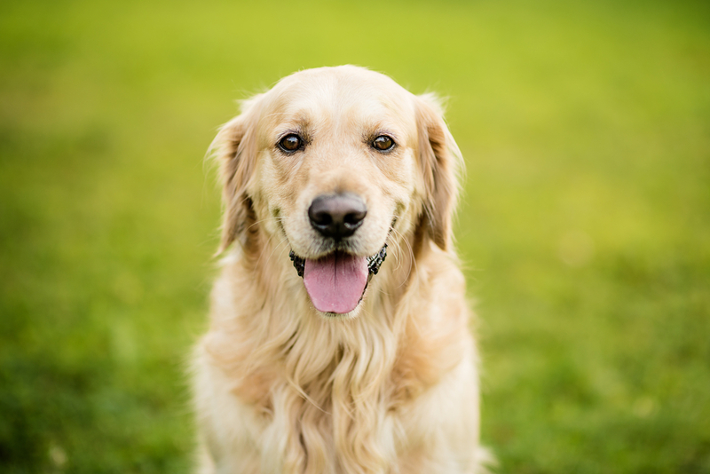 They Found a Golden Retriever | Lumi Studio/Shutterstock