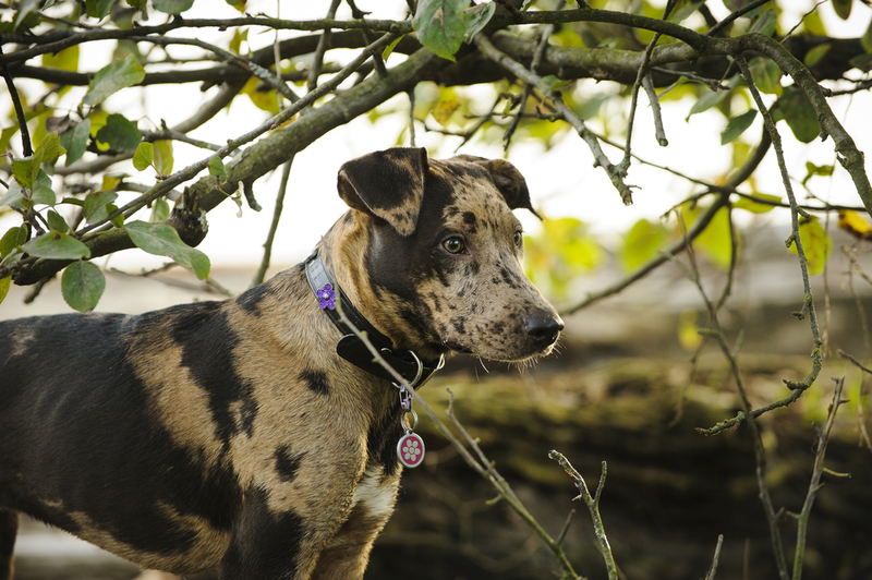 Catahoula Leopard Dog | Shutterstock