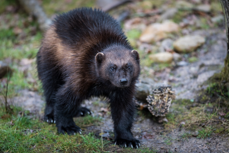 Wolverine | Shutterstock