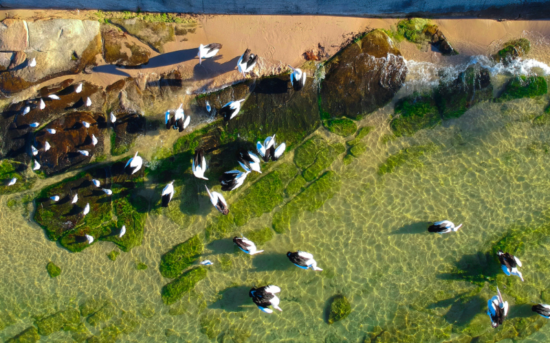 The Pelican Briefing | Shutterstock Photo by Calin Stan