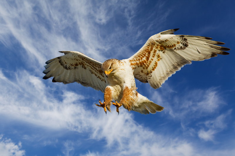 On the Hunt | Shutterstock Photo by Stephen Mcsweeny