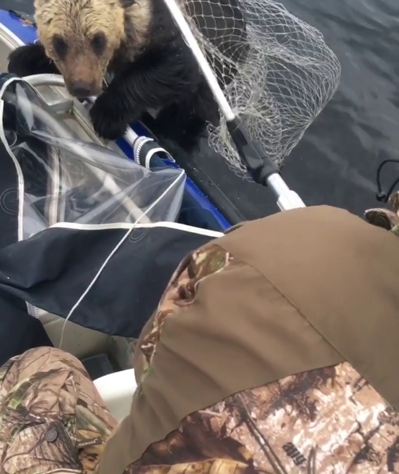 Bear on Board | Instagram/@ruslan222