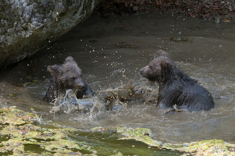 Paddling Furiously | Getty Images Photo by Barcroft Media